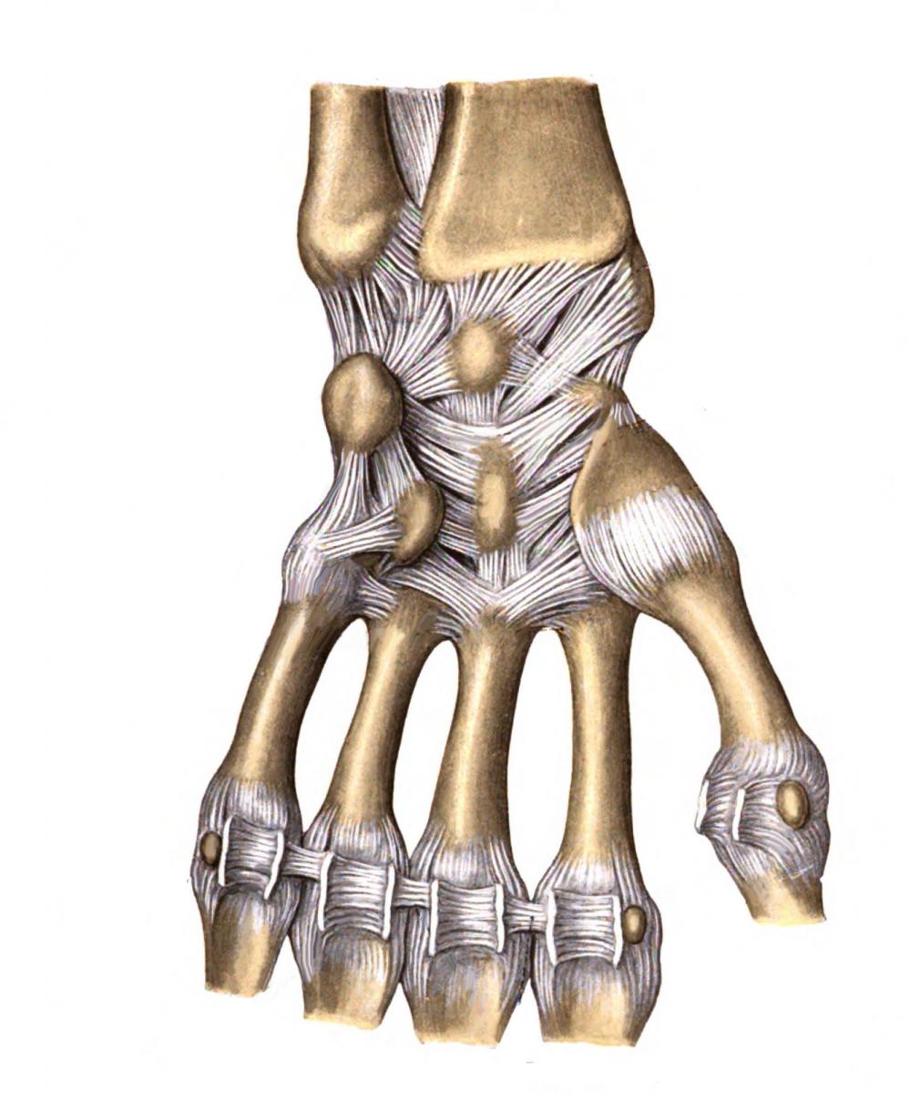 sobotta-1909-fig-204-articulations-and-ligaments-of-the-hand